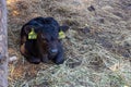 Newborn calf on the dry grass on the farm. Mammalian animal domestic animal in agriculture