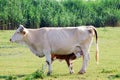 Newborn calf feeding with milk