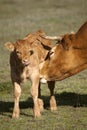 A newborn calf and his mother a cow Royalty Free Stock Photo