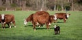 newborn calf in meadow with cows in the background on spring day in holland Royalty Free Stock Photo