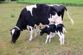 Holstein Cow stands with her newborn calf Royalty Free Stock Photo