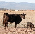 Newborn Calf Montana Ranch Unaided Birth Cattle Ranch