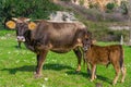 Newborn calf and mother cow looking to camera. Marmaris, Turkey. Praire background Royalty Free Stock Photo