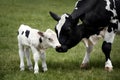 Newborn calf suckles in tender moment captured in detail