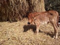 Newborn calf Royalty Free Stock Photo