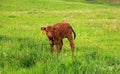 Newborn calve