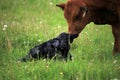 Newborn calve and it's mother Royalty Free Stock Photo