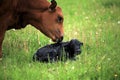 Newborn calve and it's mother Royalty Free Stock Photo