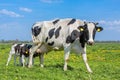 Mother cow with drinking calves in european meadow Royalty Free Stock Photo