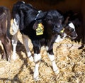 Newborn calves in livestock stall on cow farm