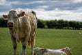 Newborn calves lying down on the green field next to the cow Royalty Free Stock Photo