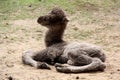 Newborn camel Royalty Free Stock Photo