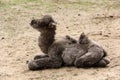 Newborn camel Royalty Free Stock Photo