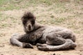 Newborn camel Royalty Free Stock Photo