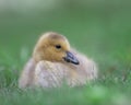 Newborn Canada Goose Gosling In Green Grass