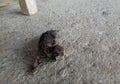 newborn cat. baby cat trying to learn to walk