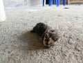 newborn cat. baby cat trying to learn to walk