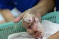 Newborn cat in hand