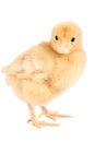 Newborn chick, Buff Orpington with clipping path. Royalty Free Stock Photo