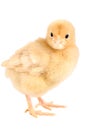 Newborn chick, Buff Orpington with clipping path. Royalty Free Stock Photo