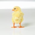 Newborn, chick and cute in studio with isolated on white background, alone and small animal in yellow. Baby, chicken and Royalty Free Stock Photo