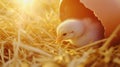 Newborn Chick Emerging from Eggshell in Warm Natural Environment Royalty Free Stock Photo