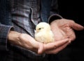 newborn chick on a farmer& x27;s hand