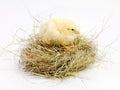 Newborn, chick and nest in studio with isolated on white background, cute and small animal in yellow. Baby, chicken and Royalty Free Stock Photo