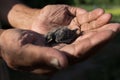 Newborn chick swallows on hand. The chick fell out of the nest. The concept of helping birds and animals Royalty Free Stock Photo