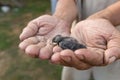 Newborn chick swallows on hand. The chick fell out of the nest. The concept of helping birds and animals Royalty Free Stock Photo