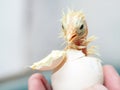 Newborn chick was born from an egg