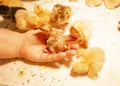 A newborn chicken, a freshly hatched chicken, a raw chicken lies in the palm of your hand Royalty Free Stock Photo