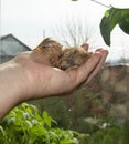 A newborn chicken, a freshly hatched chicken, a raw chicken lies in the palm of your hand Royalty Free Stock Photo