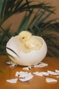 Newborn chicken in an ostrich`s shell Royalty Free Stock Photo