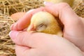 Newborn chicken sleeping in human hand Royalty Free Stock Photo