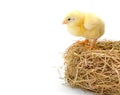 Newborn chicken standing on the edge of a hay nest