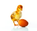 Newborn chicken with yellow egg Royalty Free Stock Photo