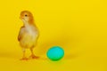 Newborn chicken with yellow egg Royalty Free Stock Photo