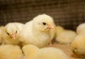 Newborn chickens in a cage. Royalty Free Stock Photo