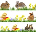 Newborn chickens and easter eggs, little rabbits and easter eggs Royalty Free Stock Photo