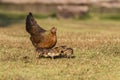 Newborn chickens and her mother hen Royalty Free Stock Photo