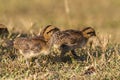 Newborn chickens and her mother hen Royalty Free Stock Photo