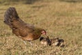 Newborn chickens and her mother hen Royalty Free Stock Photo