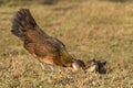 Newborn chickens and her mother hen Royalty Free Stock Photo