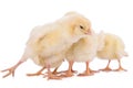 Newborn chickens isolated Royalty Free Stock Photo
