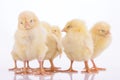 Newborn chickens isolated Royalty Free Stock Photo