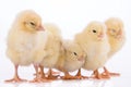 Newborn chickens isolated Royalty Free Stock Photo