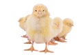 Newborn chickens isolated Royalty Free Stock Photo