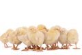 Newborn chickens isolated Royalty Free Stock Photo