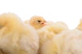 Newborn chickens isolated Royalty Free Stock Photo